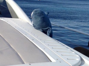 location bateau Fréjus